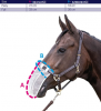 Siatka na nos do jazdy - Harry's Horse